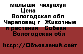 малыши  чихуахуа › Цена ­ 14 000 - Вологодская обл., Череповец г. Животные и растения » Собаки   . Вологодская обл.